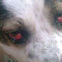 cherry eye