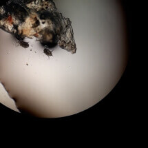 Mikroskopska dijagnostika ušnog šugarca