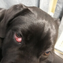 Cherry eye