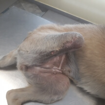 amputacija noge u triar-vet veterinarskoj ambulanti
