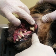 pas posle ultrazvucnog skidanja kamenca triar-vet