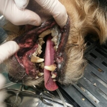 ultrazvucno skidanje kamenca psu u inhalacionoj anesteziji