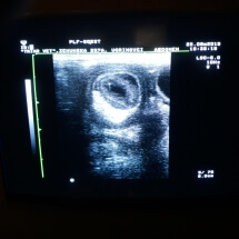 ultrazvukom do tacne dijagnoze triar-vet