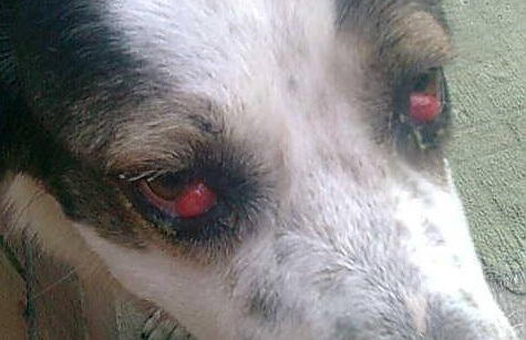 cherry eye