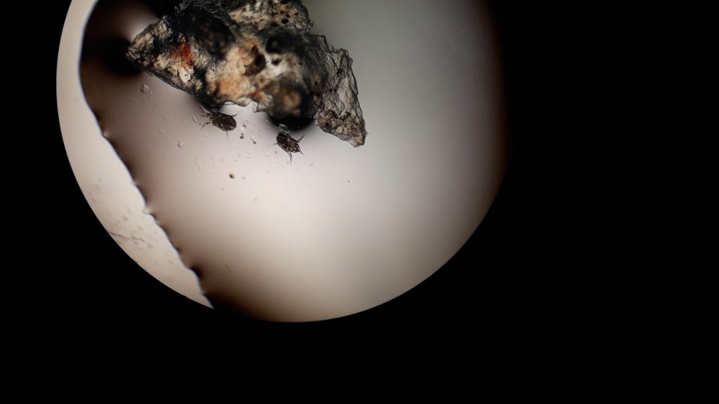 Mikroskopska dijagnostika ušnog šugarca