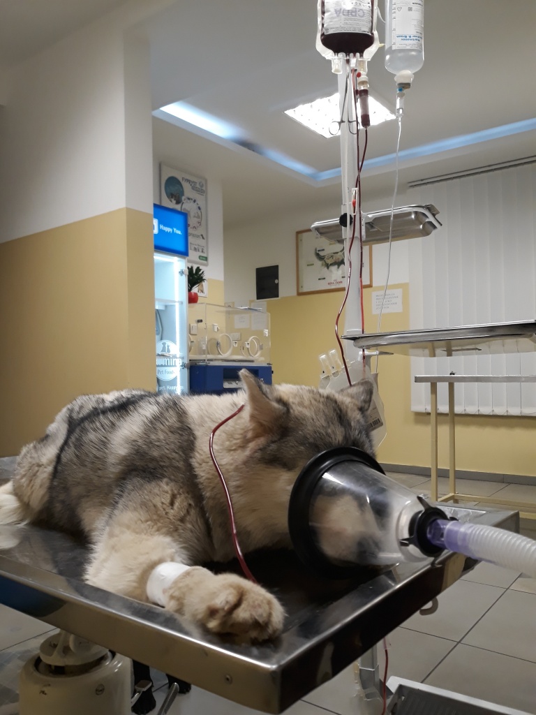 transfuzija psa dezurstvo dan-noc