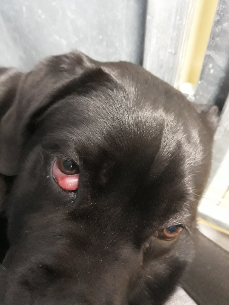 Cherry eye