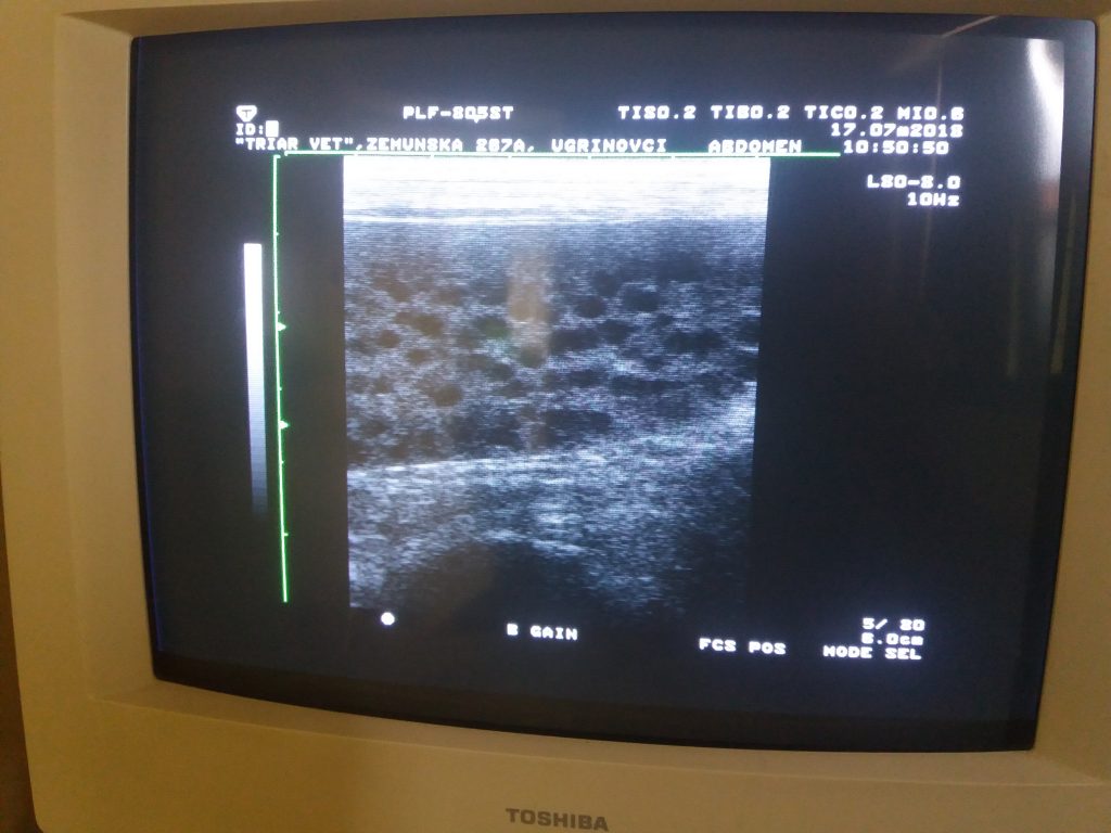 Ultrazvuk gepardove sare