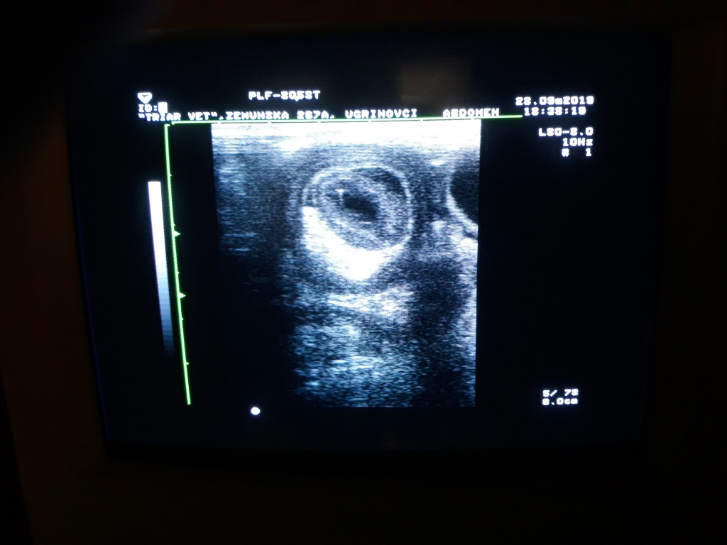 ultrazvukom do tacne dijagnoze triar-vet