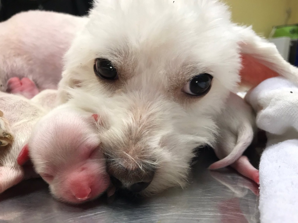 veterinarska ambulanta batajnica-ugrinovci